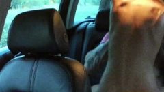 Faketaxi Flirtatious Romanian Chick In Backseat Blow Job